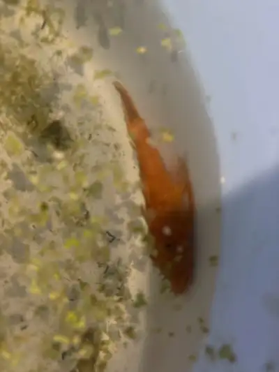 bristle nose , View more