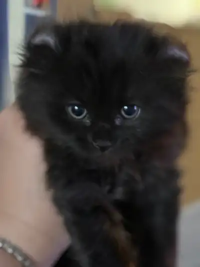 kittenページ Adopt Cats & Kittens Locally in Bedford | Free Local Classifieds
