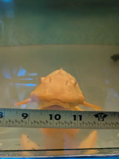 giant albino sailing pleco, View more