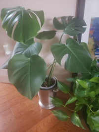 monstera for sale