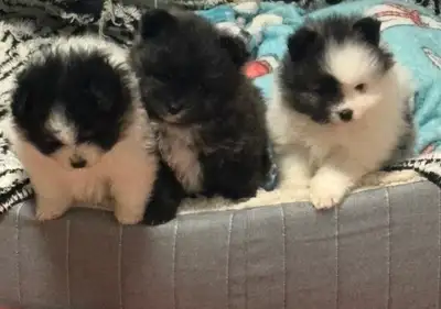 Pomeranian puppy, View more