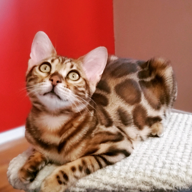 Available Bengal Cat girl. TICA registered. Spayed Cats & Kittens for
