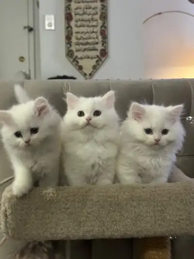 kittens for rehoming, View more