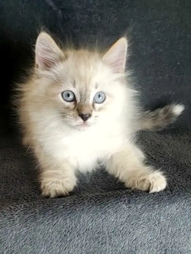 Hypoallergenic Siberian Kittens