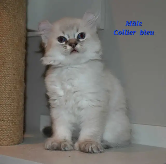 Highland lynx chatons in Cats & Kittens for Rehoming in Lanaudière - Image 10
