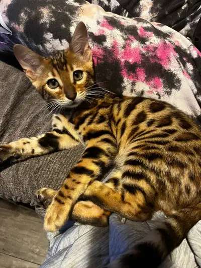 Bengal Kittins, View more