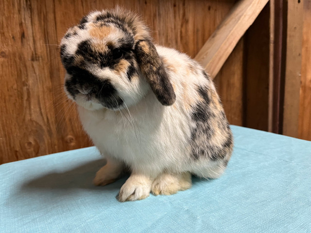 Purebred Holland Lops in Small Animals for Rehoming in Oshawa / Durham Region - Image 2