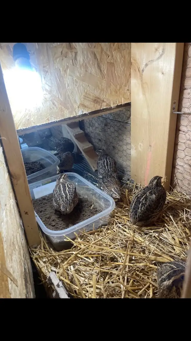 Quail eggs in Livestock in Hamilton - Image 8