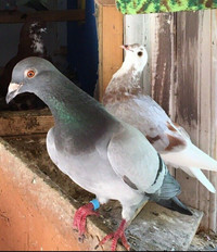 PIGEONS FOR SALE PICKERING $120-$40 each