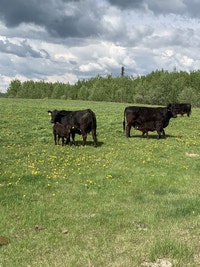 Cow calf pairs 