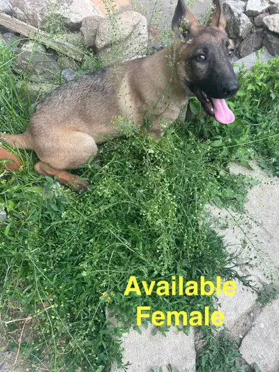 Beautiful German Shepherd puppies ready to go. Mother is German Shepherd Dad German Shepherd