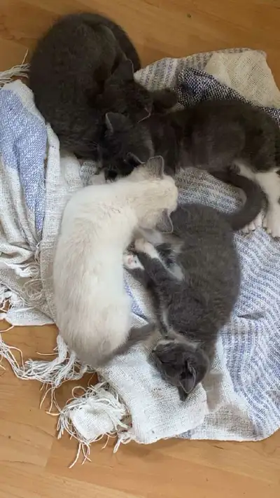 5 kittens, View more