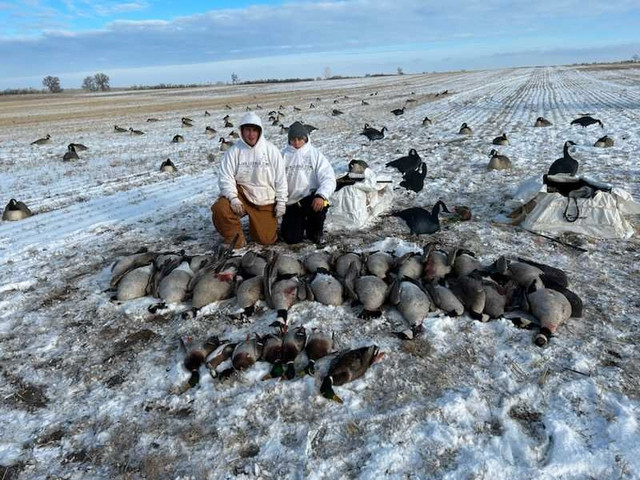 Saskatchewan Late Season Canada Goose Hunts in Fishing, Camping & Outdoors in City of Toronto - Image 4