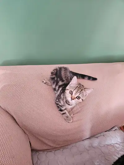 Magnifique bébés - chaton scottish, View more
