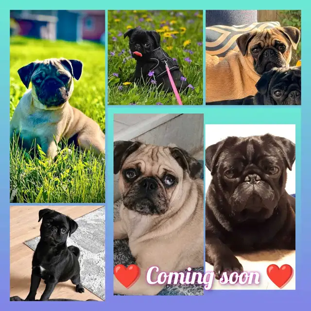 Quality Home Raised Pug Puppies - READY NOW in Dogs & Puppies for Rehoming in City of Toronto - Image 5
