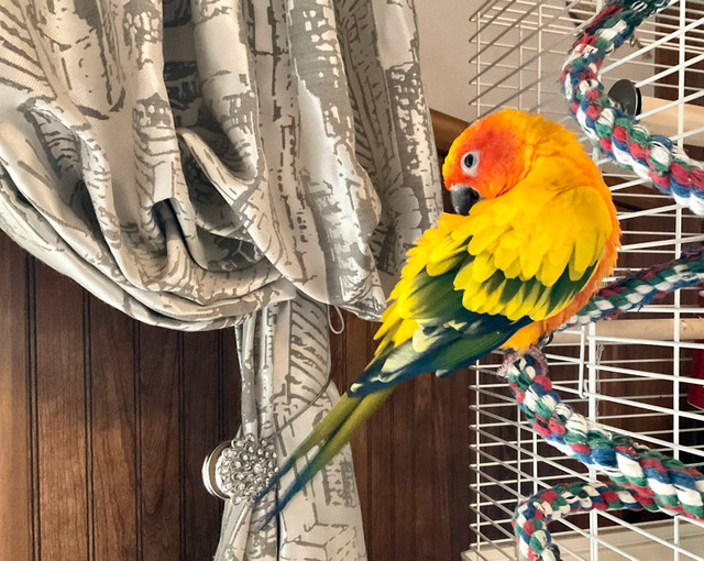 Beautiful male Sun Conure in Birds for Rehoming in Windsor Region - Image 3