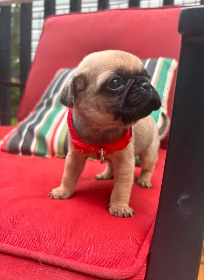 Pug Puppy Ready end of July, View more