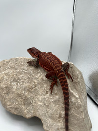 DARK RED BEARDED DRAGONS AVAILABLE !!