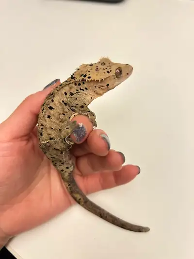 34g, 33g male super Dalmatian crested geckos, View more