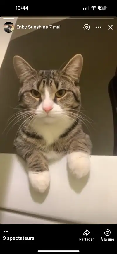 Lost TABBY cat (Chat Tabby perdu), View more