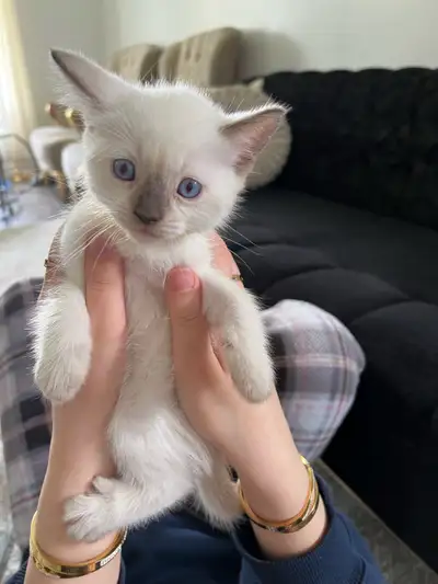 Siamese Kittens, Beautiful Males/Females, View more