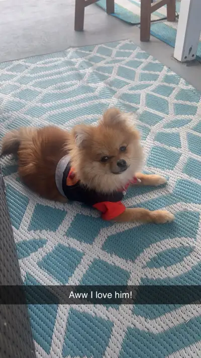 Small cute so loving purebread Pomeranian for sale, View more