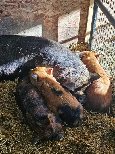 KuneKune for sale , View more