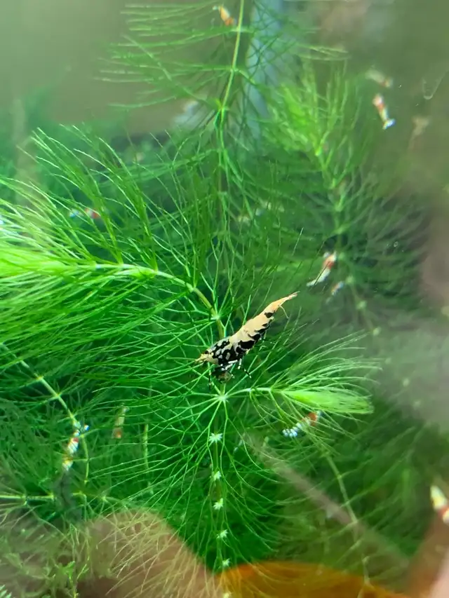 Fancy Black tiger Caridina SSS in Fish for Rehoming in City of Toronto - Image 3