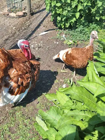 pair of Red Bourbon turkeys, View more