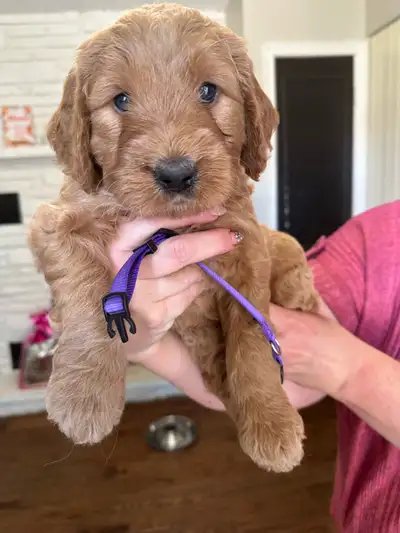 Puppies for sale, View more