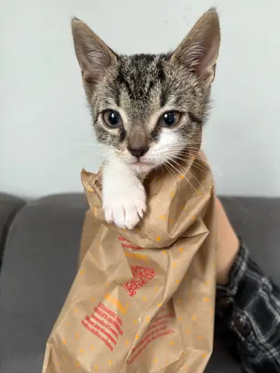 kittens in need of help!, View more