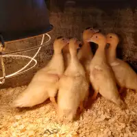5 week old muscovy ducklings 