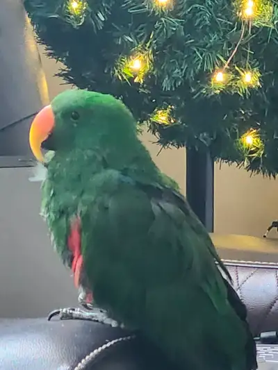 Near taunton and harmony Going on vacation? Give your feathered friends the care they deserve! I am...