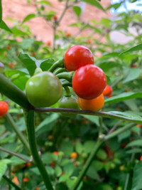 Wiri Wiri Pepper Plants 