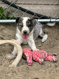 Heeler/Australian Shepard Puppies ***PRICE REDUCED***