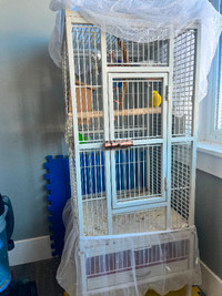 Selling 4 parakeets and the cage for 310