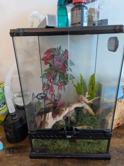 Female crested gecko with enclosure, View more