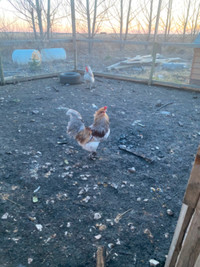 2 FREE easter egger roosters