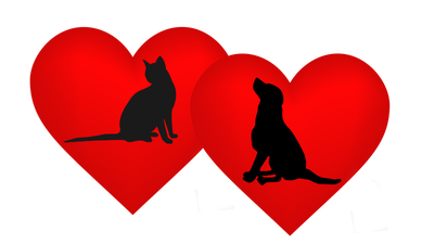 ❤️❤️❤️ Loving cat boarding, cat sitter/ pet sitter ❤️❤️❤️, View more