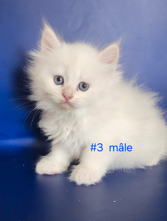 chatons siberiens neva masquerade dans Chats et chatons à adopter  à Longueuil/Rive Sud - Image 3