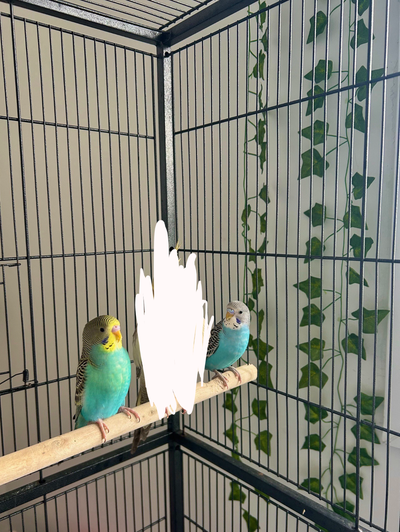 Beautiful Parakeet Budgies for Rehoming!, View more