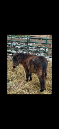  Miniature pony  stud 