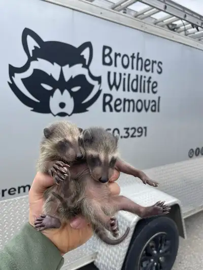 Brothers Wildlife Removal- Raccoons, Skunks, Squirrels +, View more