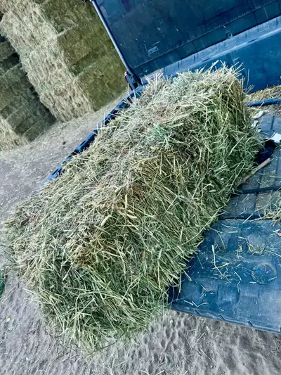 Second cut Timothy small square hay bales. I have 1,500 bales available hay was baled dry and stored...