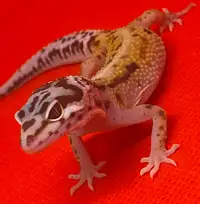 Bébé gecko léopard femelle rare