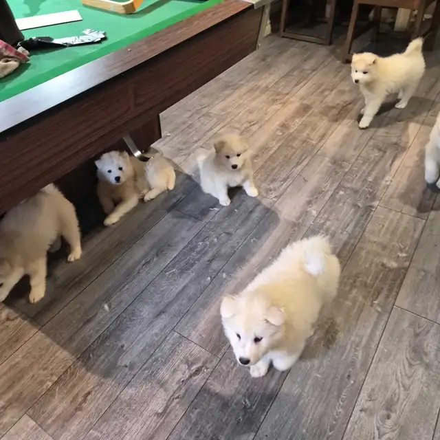 samoyed puppies in Dogs & Puppies for Rehoming in Sudbury - Image 7
