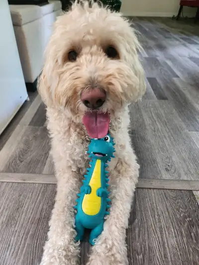 First Walk Free! Reliable Student Dog Walker in KW region!, View more