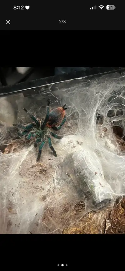 Tarantula for sale, View more