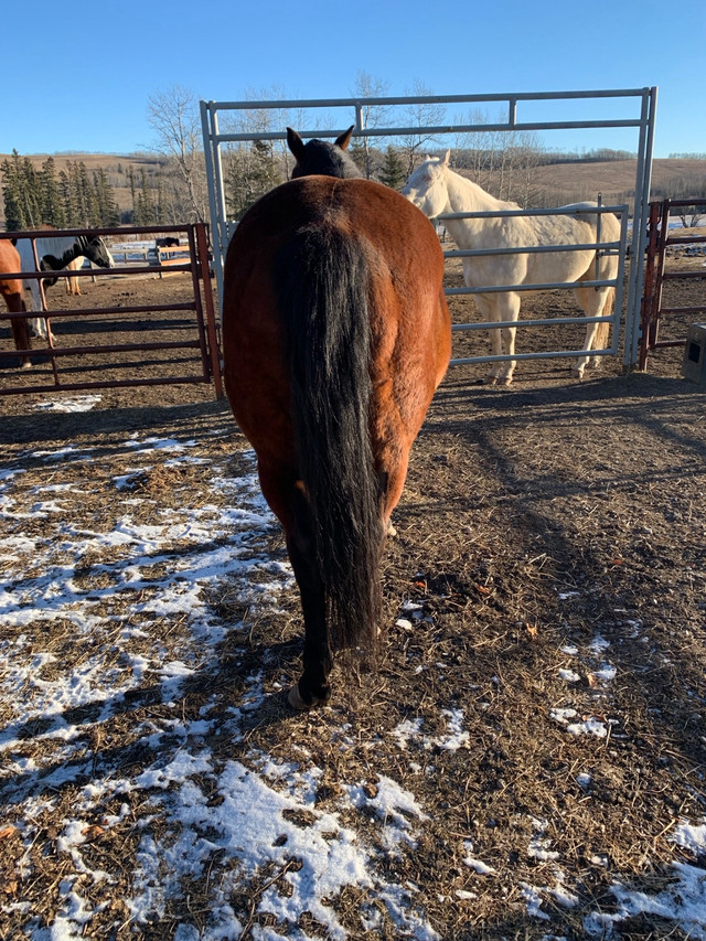 Bay QuarterHorse Mare 7 yrsold in Horses & Ponies for Rehoming in Edmonton - Image 2