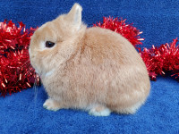 EXTRAORDINARY NETHERLAND DWARF, LIONHEAD, HOLLAND LOO BABY BUNNY